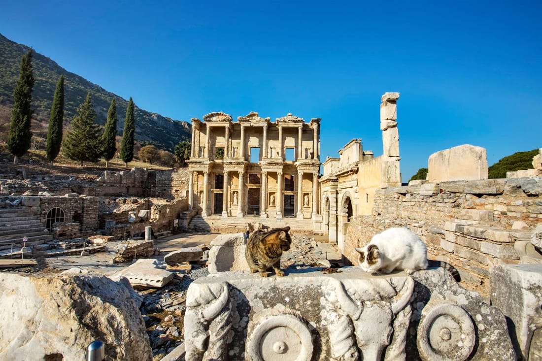 Two cats sitting on carved marble in front of the Library of Celsus in Ephesus