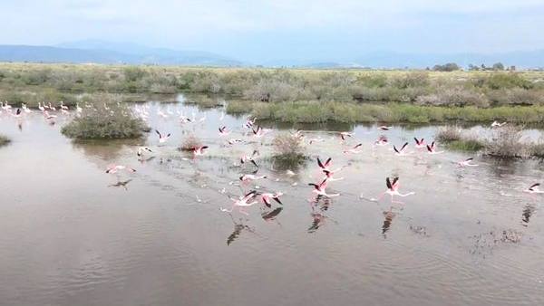A flock of pink flamingos taking off from shallow lagoon water among salt-marsh bushes near Selçuk, with hazy mountains behind