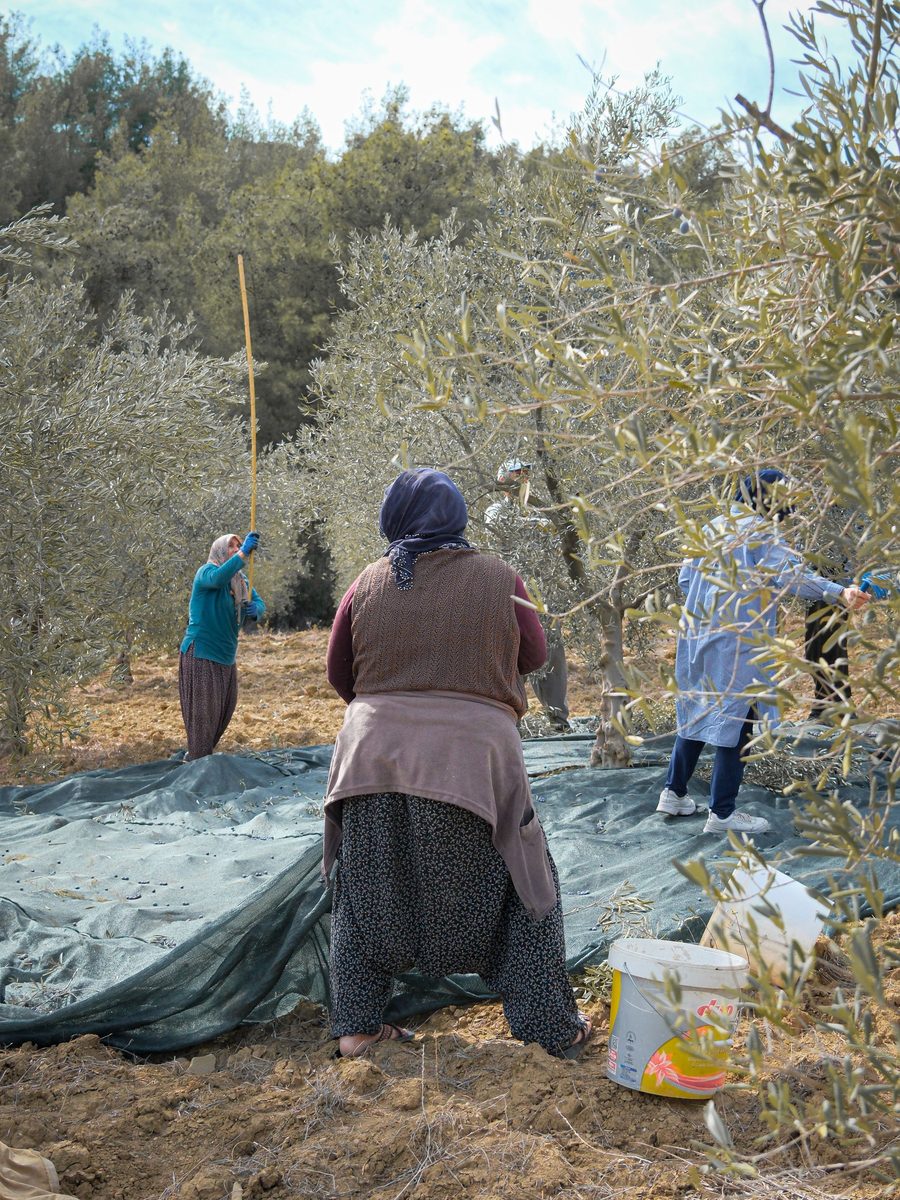 Women in headscarves harvesting olives in an Aegean grove, one beating the branches with a long pole over green nets spread on the ground