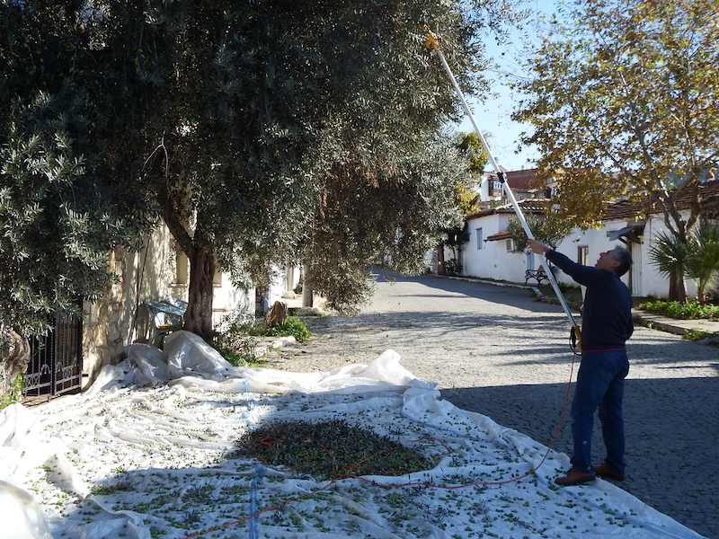 A man reaching into an olive tree with a long powered harvesting pole while olives fall onto white nets spread across a village street in Selçuk